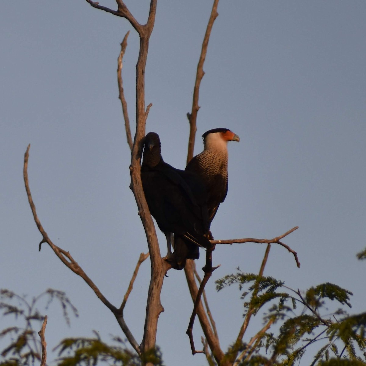 Black Vulture - ML369874771