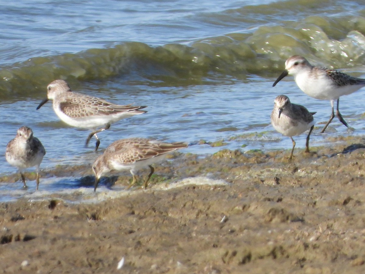 Western Sandpiper - Ralph Baker