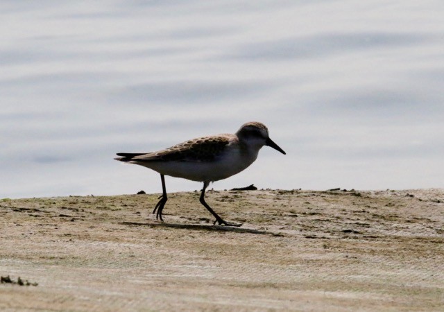 beringsnipe - ML369876481