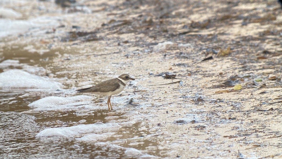 Semipalmated Plover - ML369878551