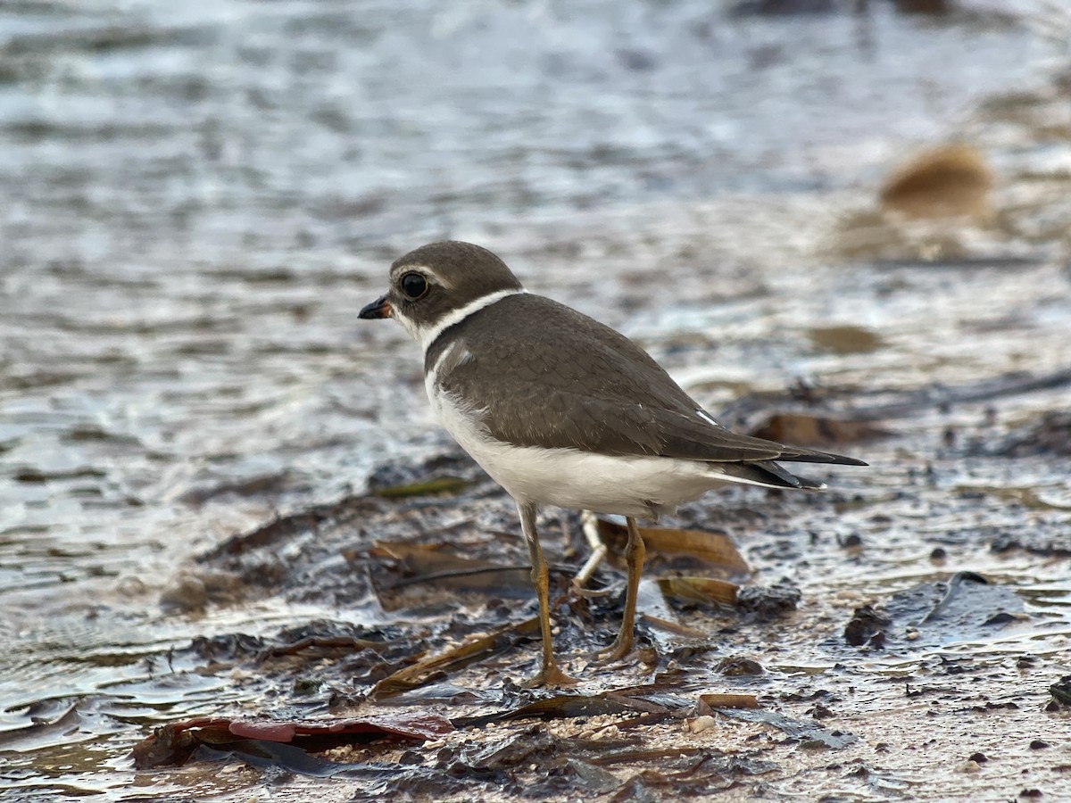 Semipalmated Plover - ML369878561