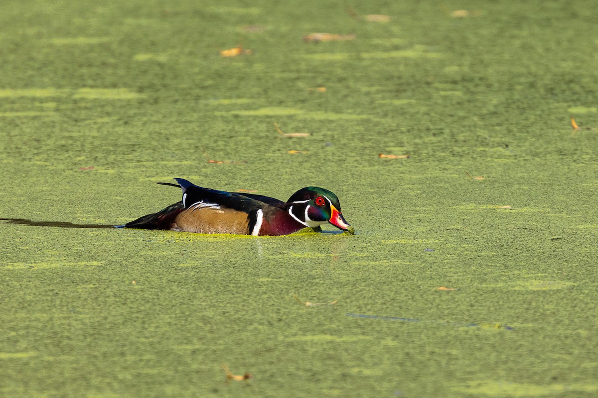 Wood Duck - ML369879221