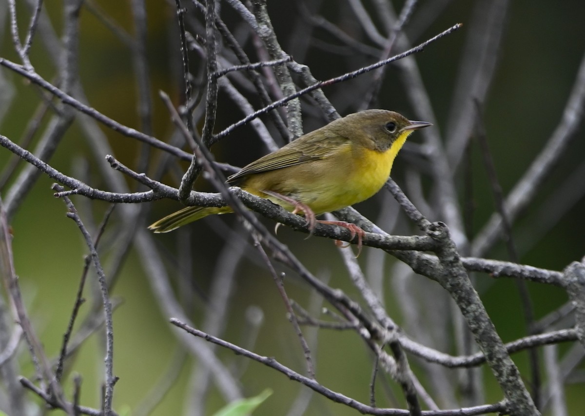 Common Yellowthroat - ML369880101