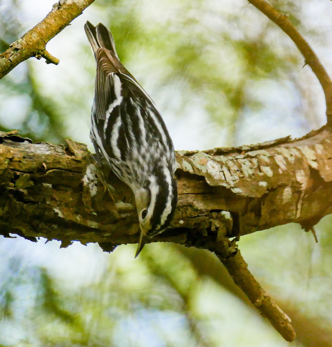Black-and-white Warbler - ML369880931