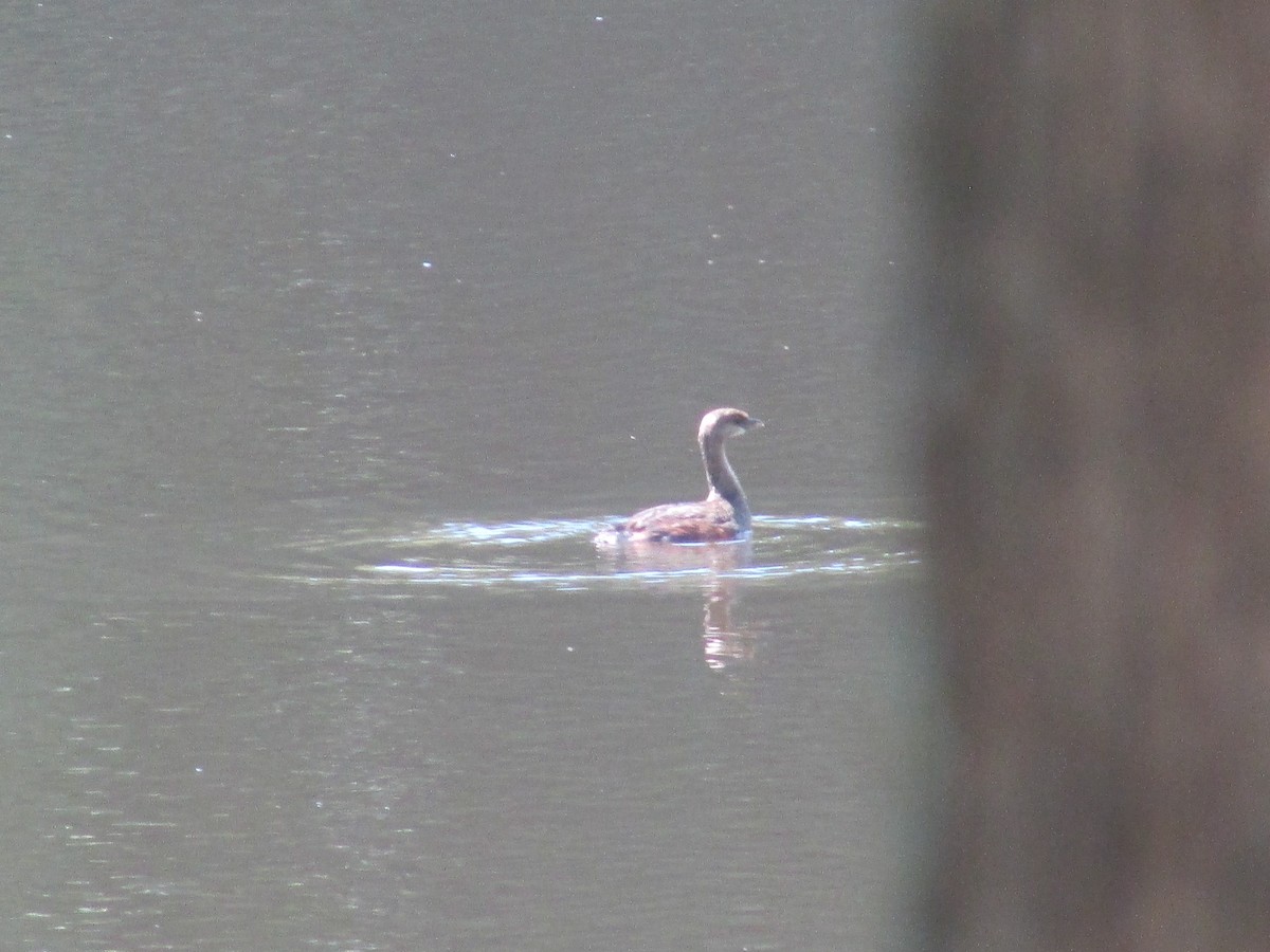 Pied-billed Grebe - ML369880991