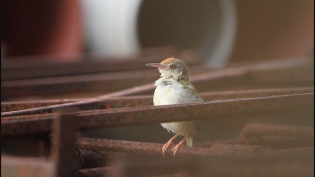 Common Tailorbird - ML369881301