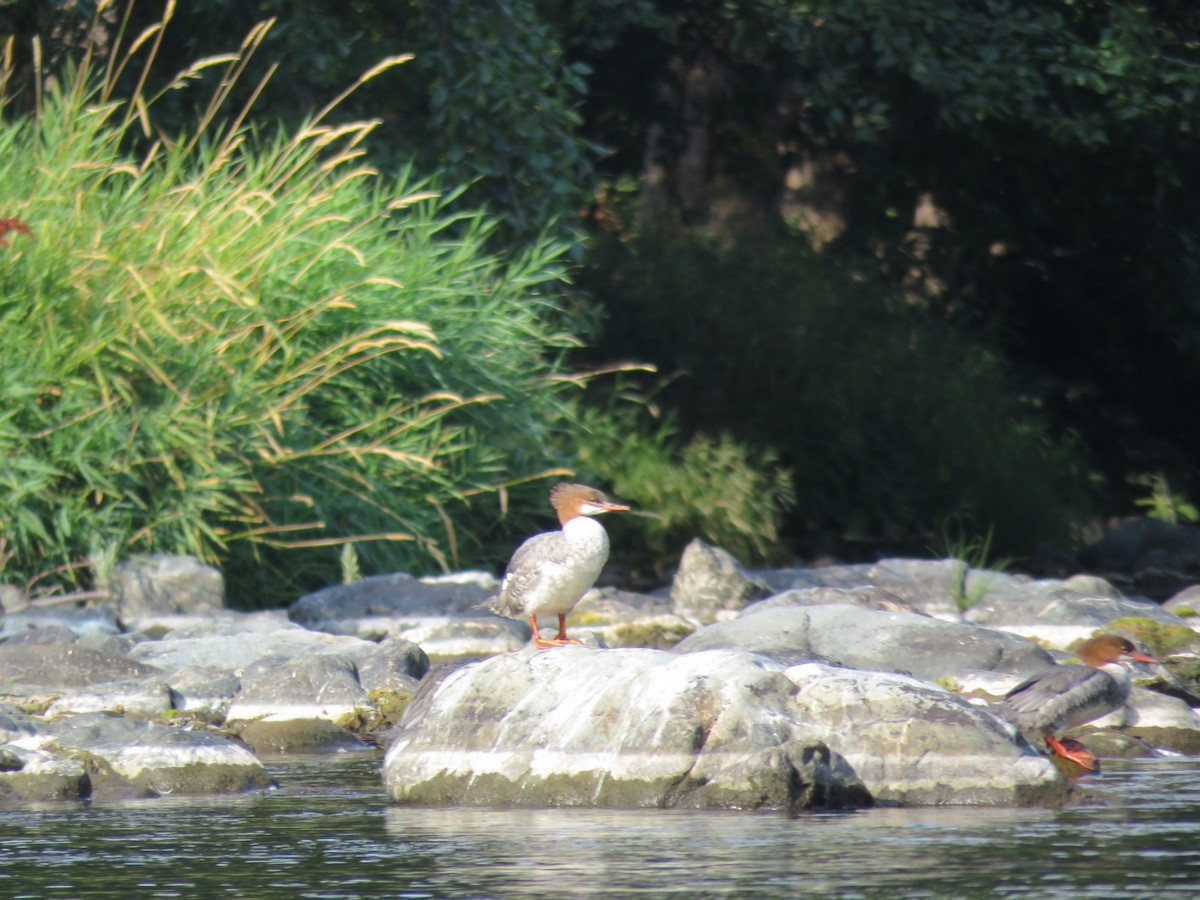 Common Merganser - George Chrisman