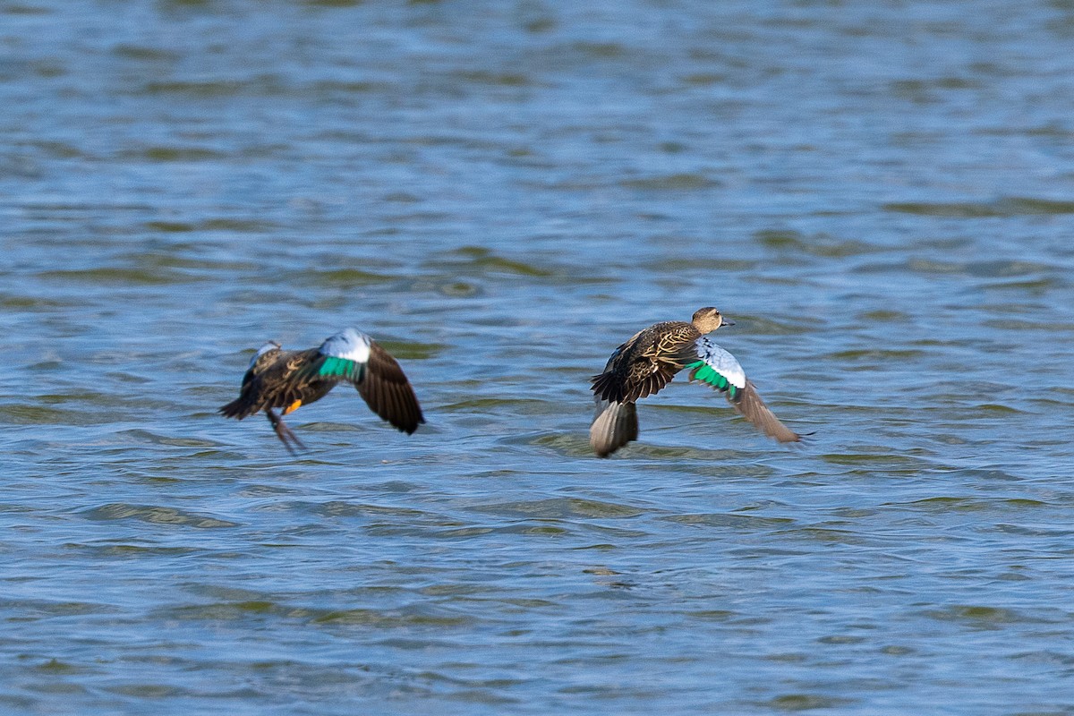 Blue-winged Teal - ML369884341
