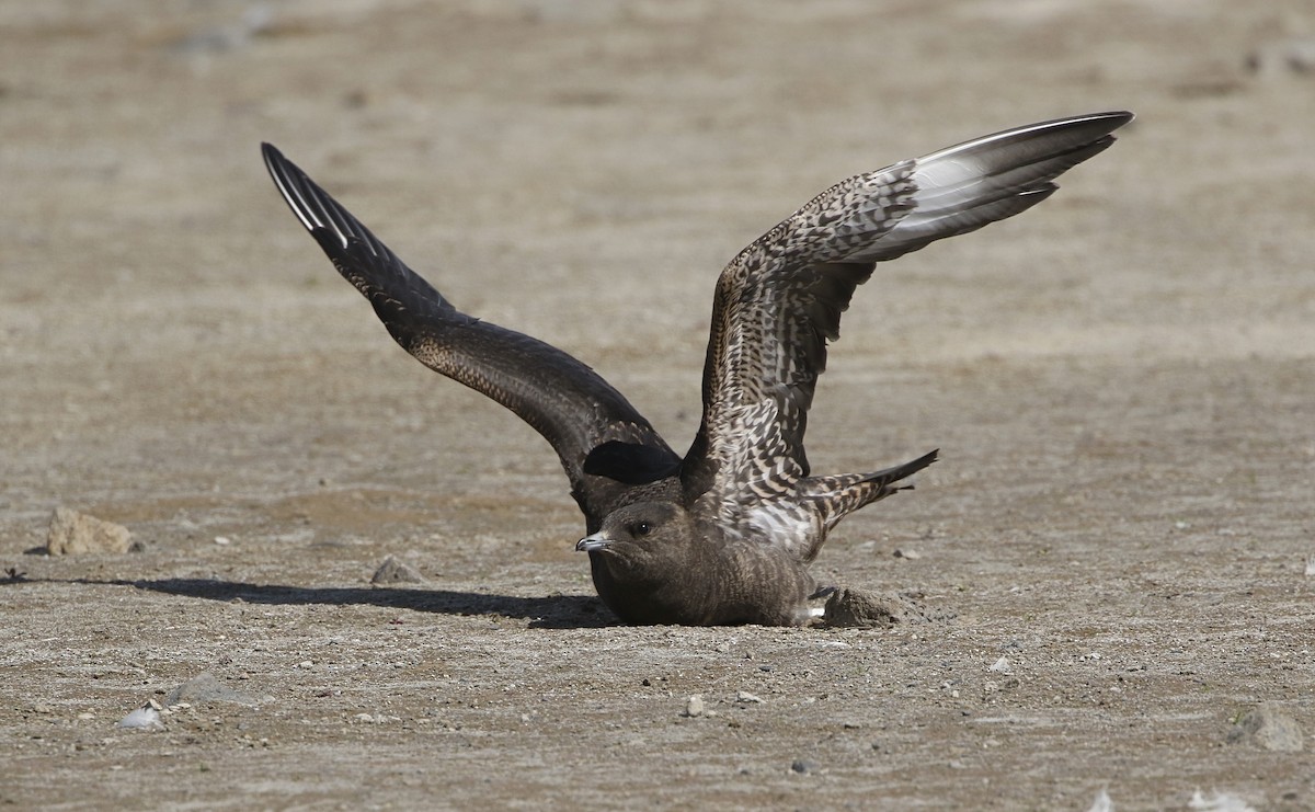 Parasitic Jaeger - ML369884521