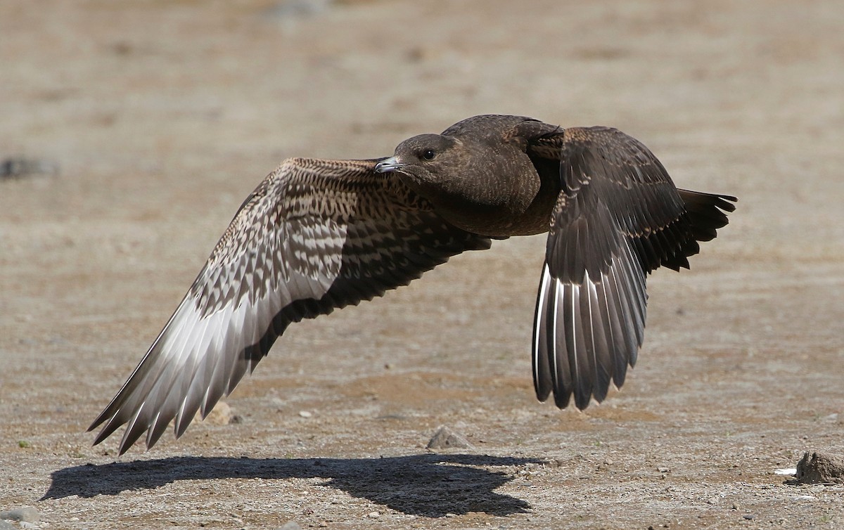 Parasitic Jaeger - ML369884961