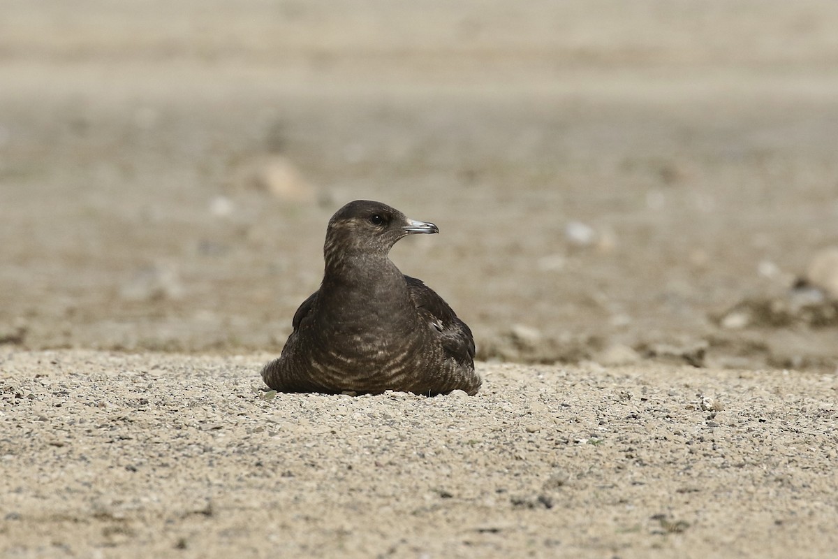 Parasitic Jaeger - ML369885011