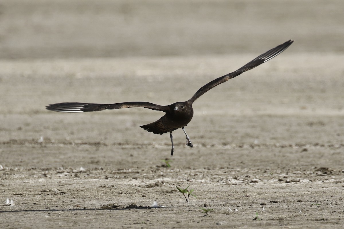 Parasitic Jaeger - ML369885261