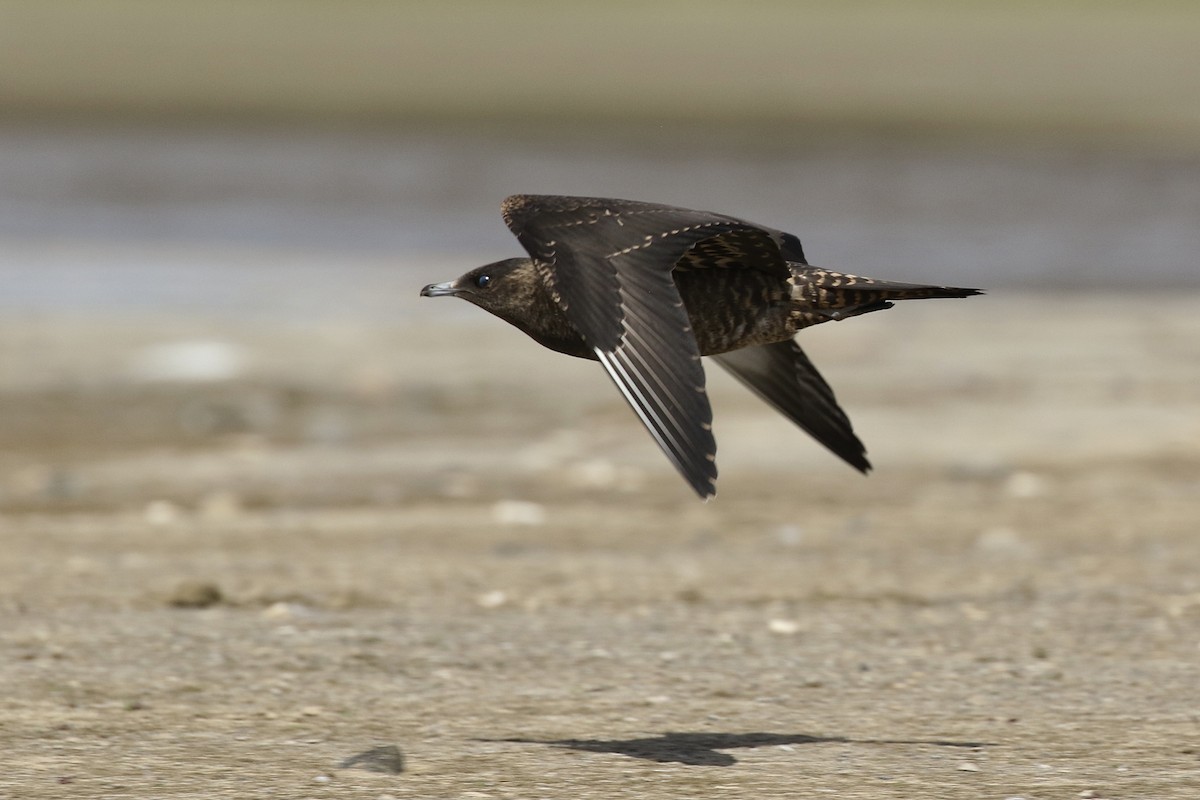 Parasitic Jaeger - ML369885271