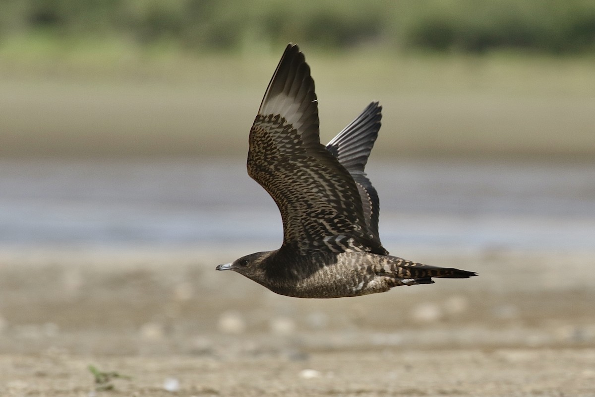 Parasitic Jaeger - ML369885311