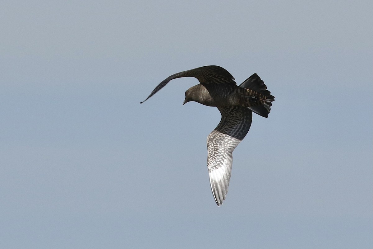 Parasitic Jaeger - ML369885341