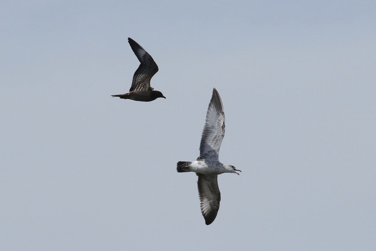 Parasitic Jaeger - ML369885411