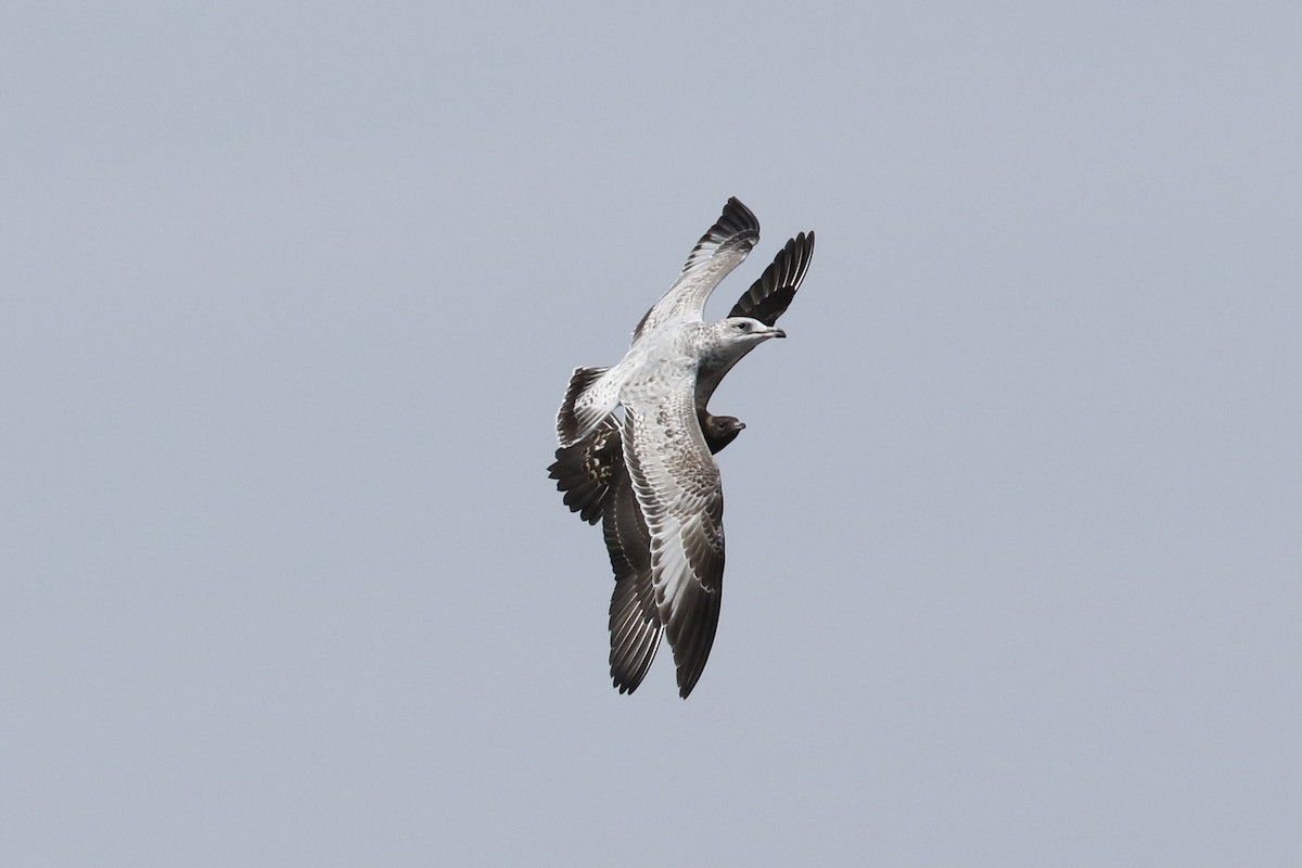 Parasitic Jaeger - ML369885451