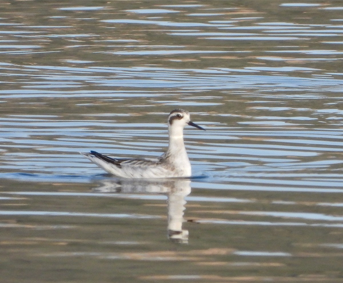 svømmesnipe - ML369886691