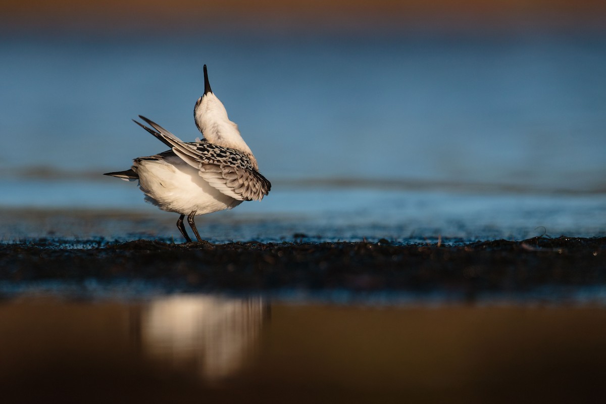 Sanderling - Connor Bowhay