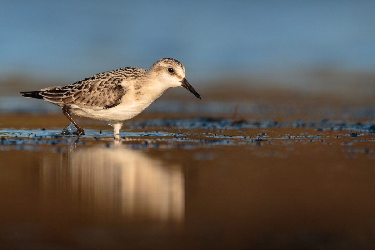 Sanderling - Connor Bowhay