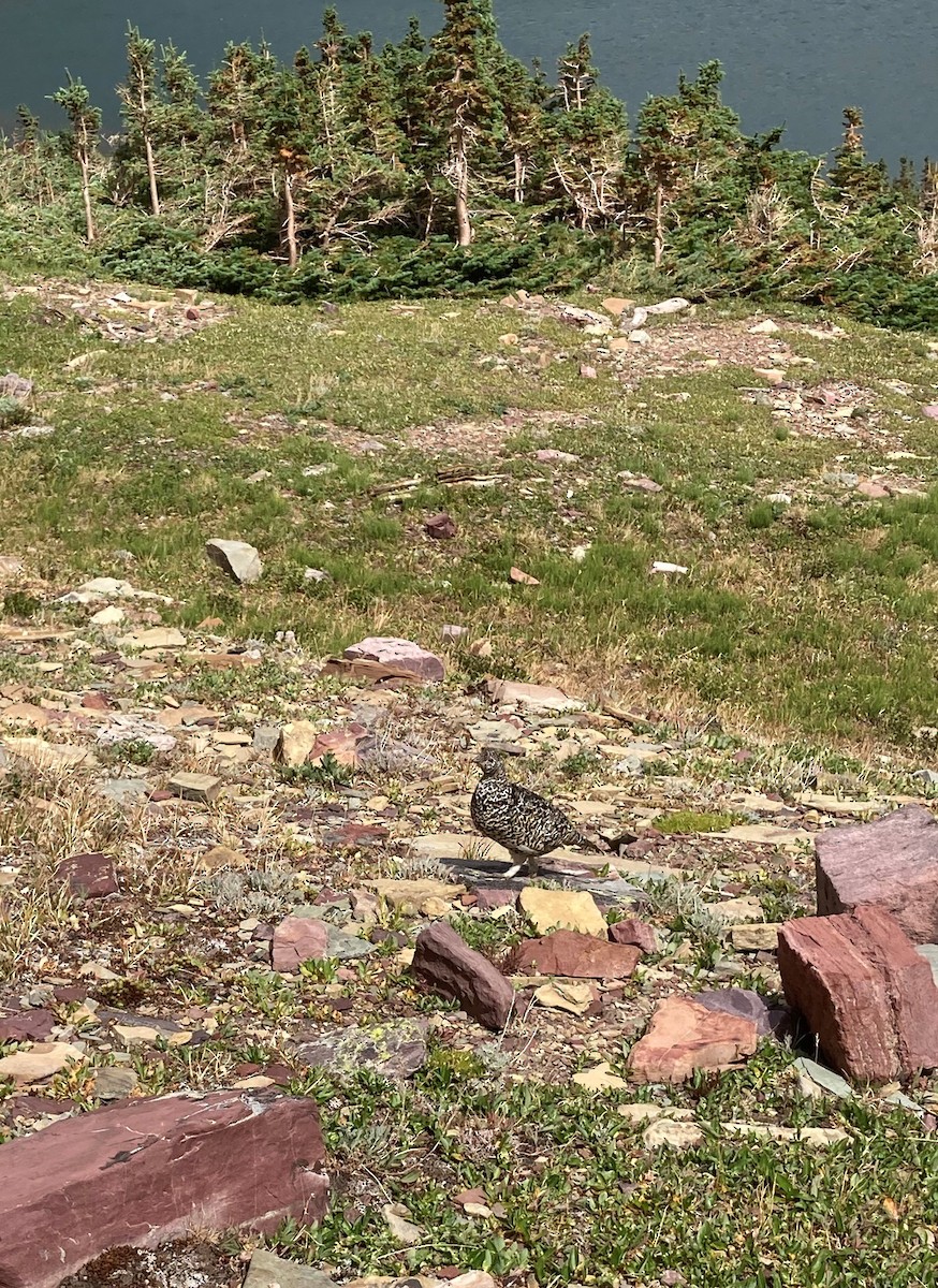 White-tailed Ptarmigan - ML369889061