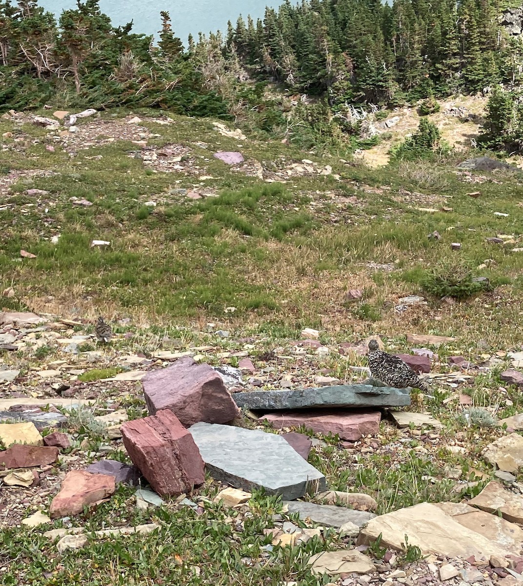 White-tailed Ptarmigan - ML369889671