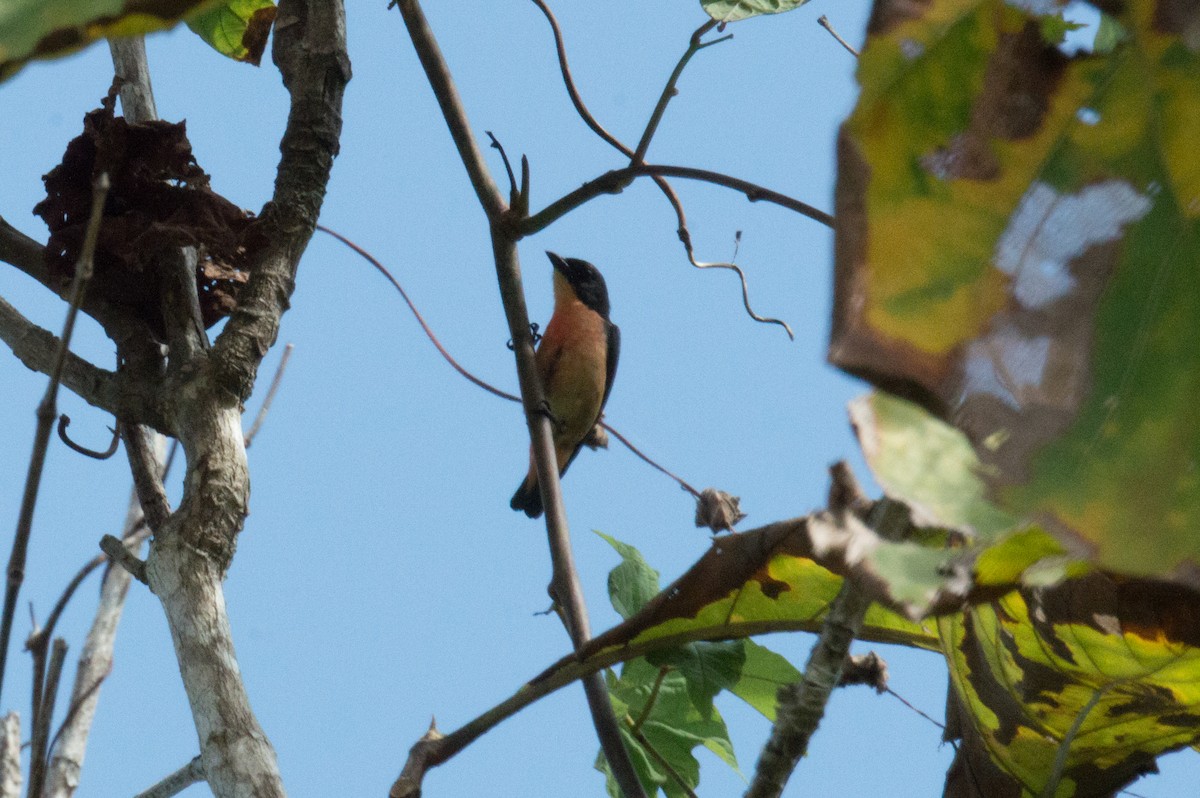 Pink-breasted Flowerpecker - ML369890251