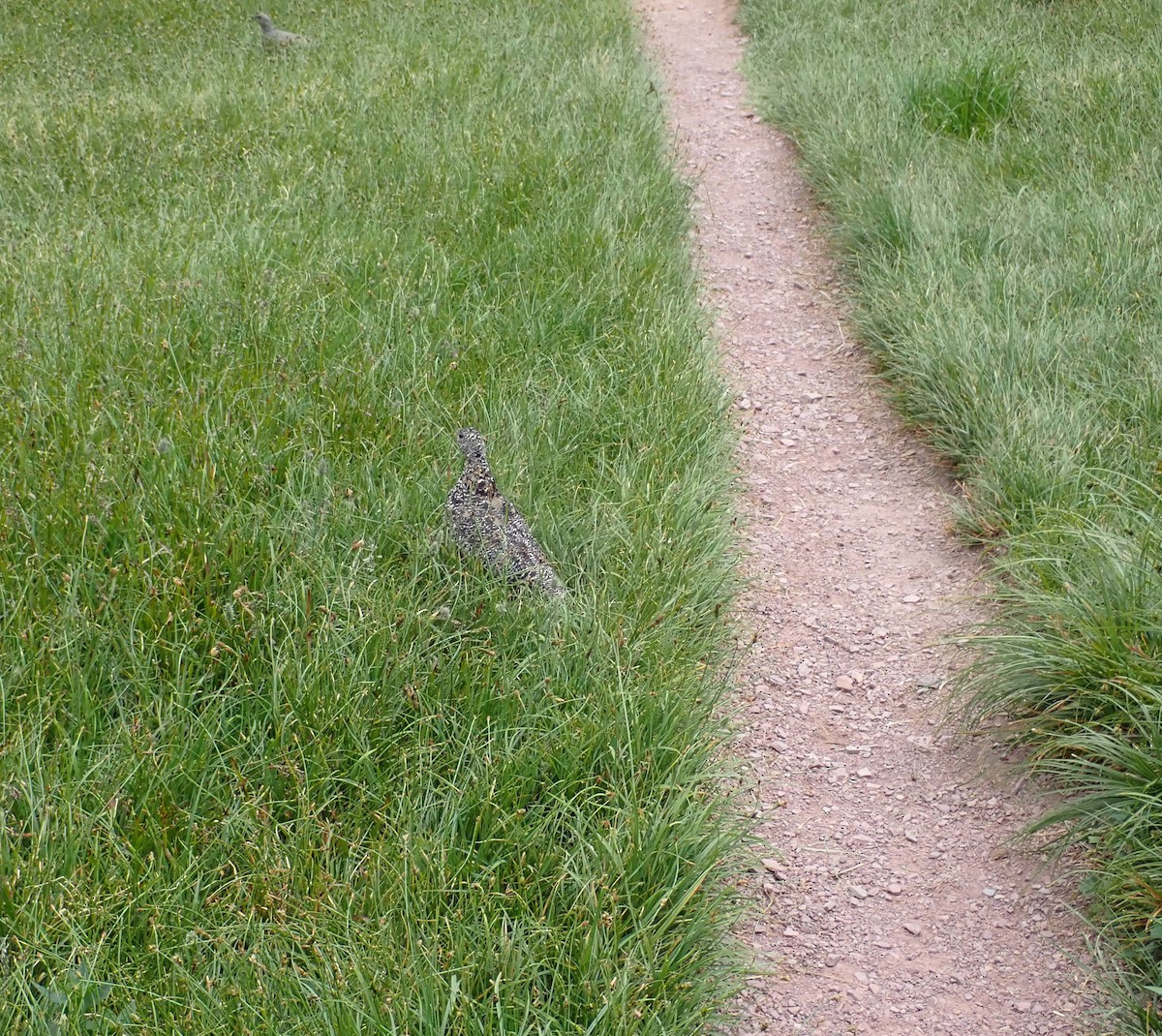 White-tailed Ptarmigan - ML369890621
