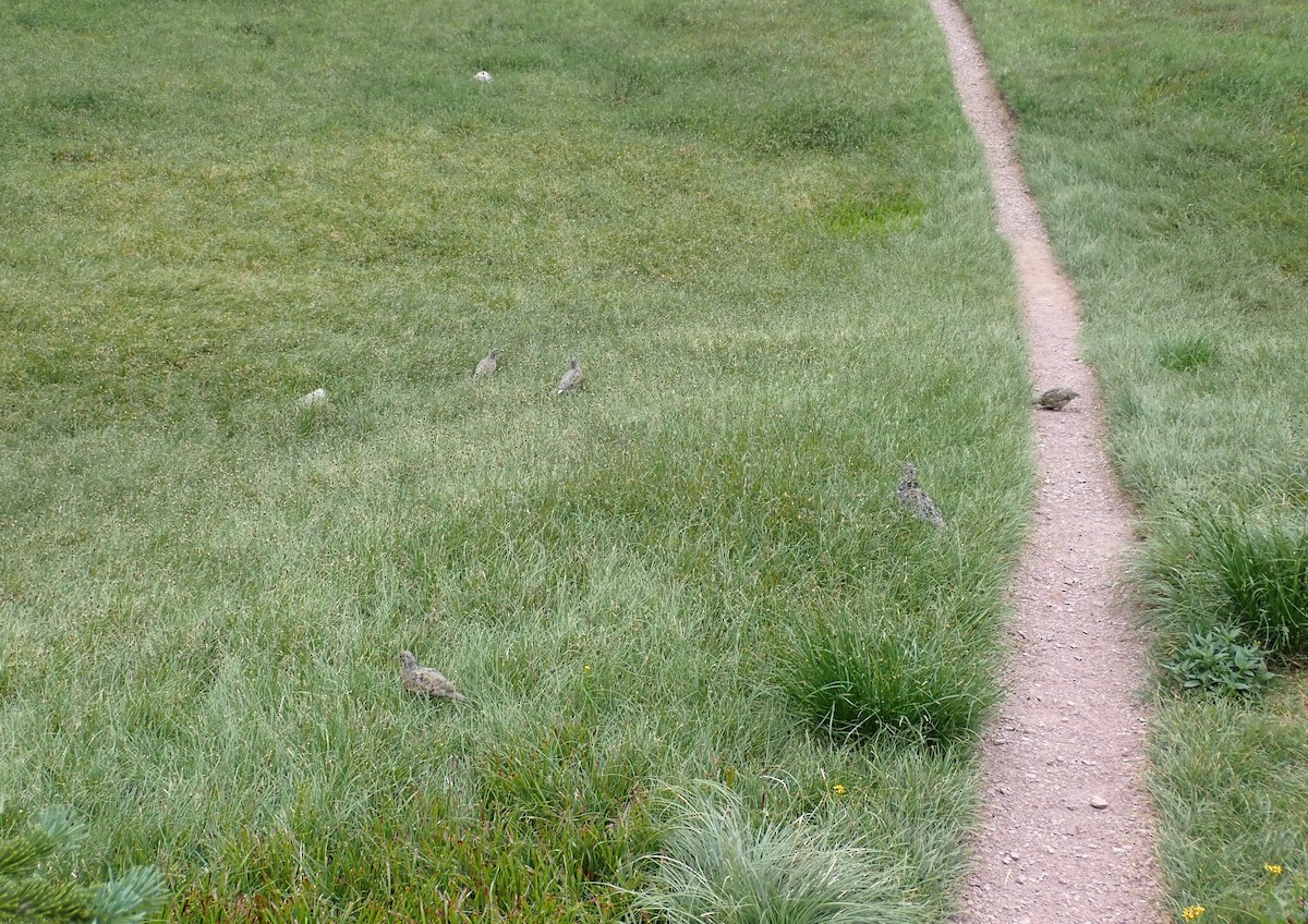 White-tailed Ptarmigan - ML369890631