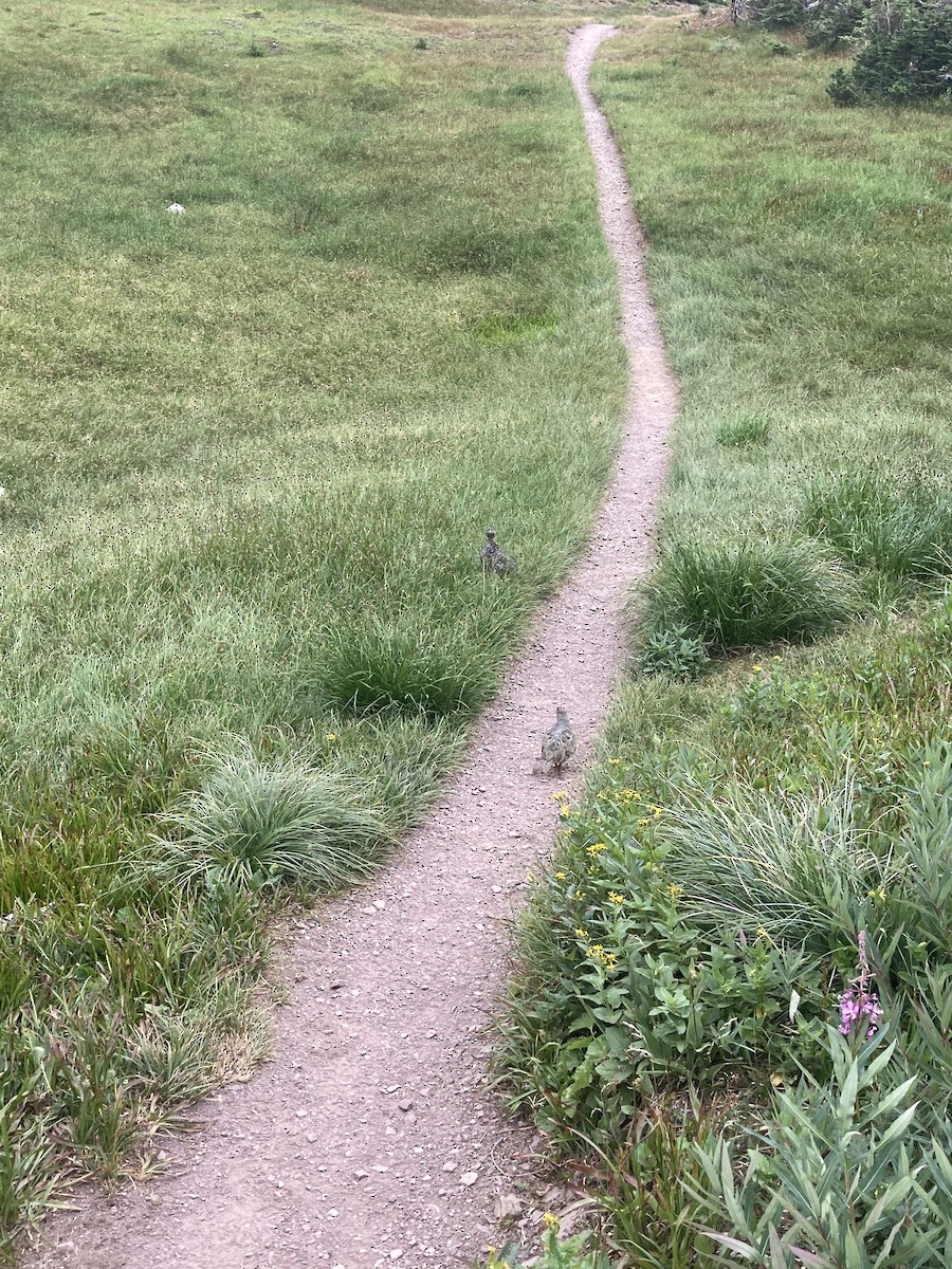 White-tailed Ptarmigan - ML369890651