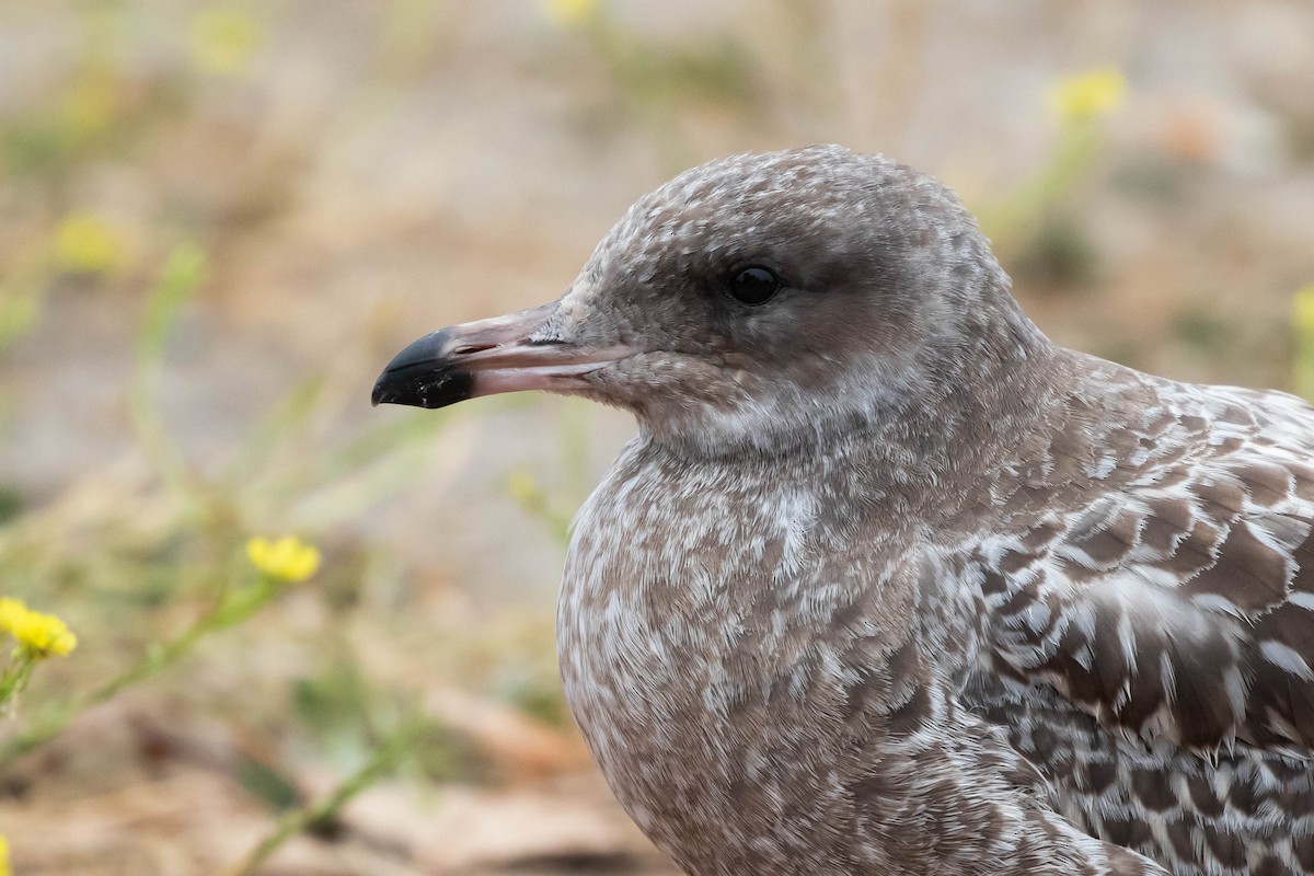 California Gull - ML369890821