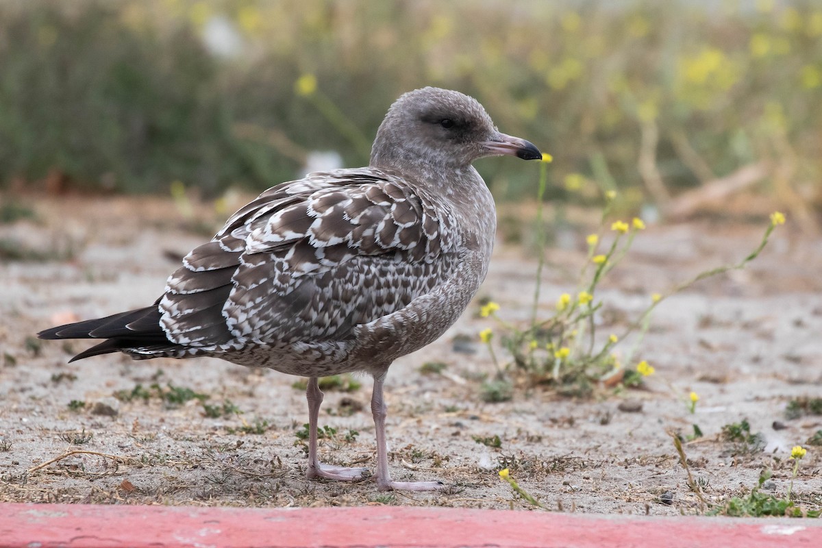 California Gull - ML369890831