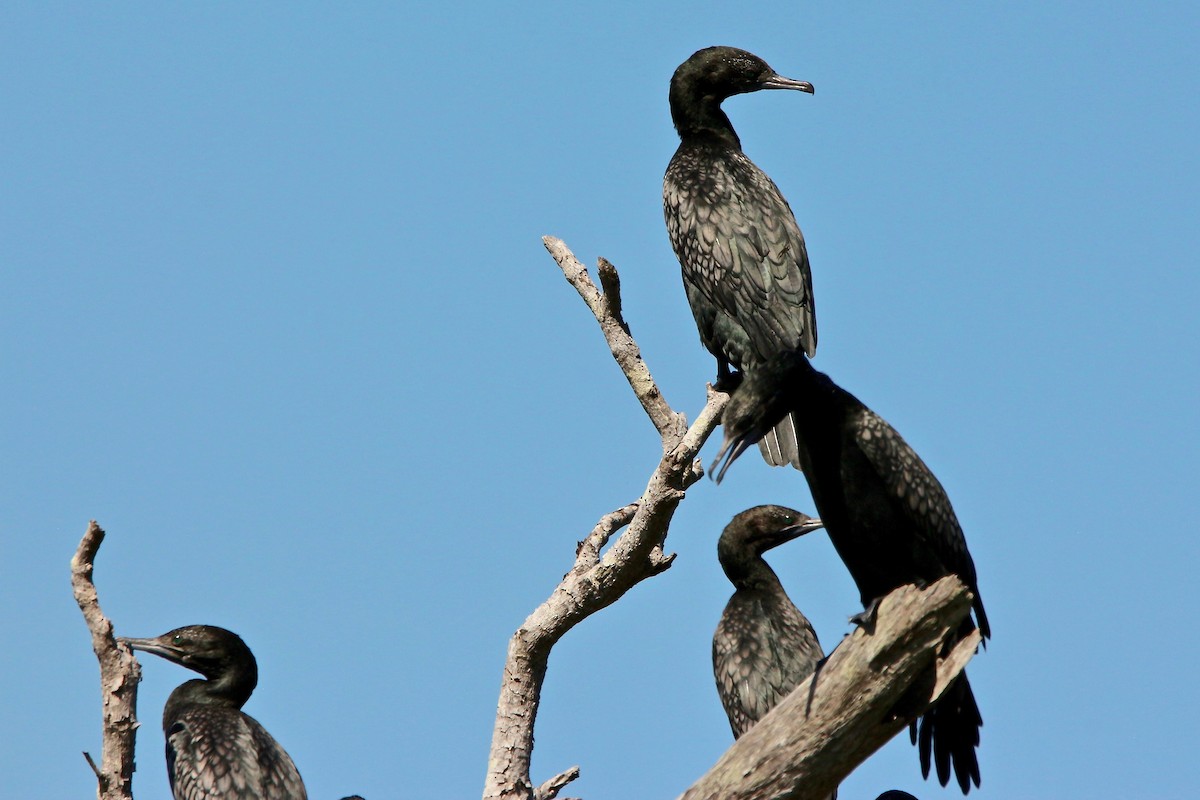 Little Black Cormorant - Pauline and Ray Priest