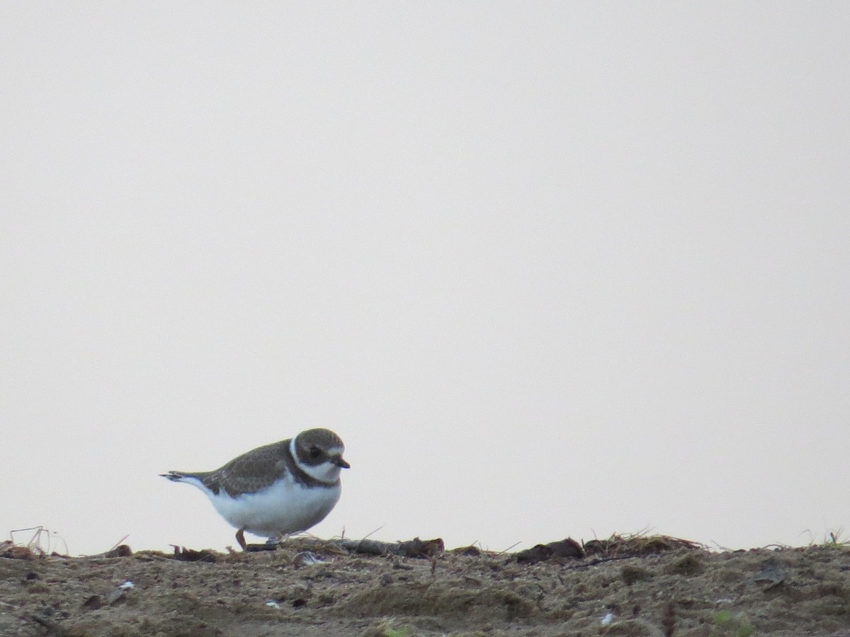 Semipalmated Plover - ML369891061