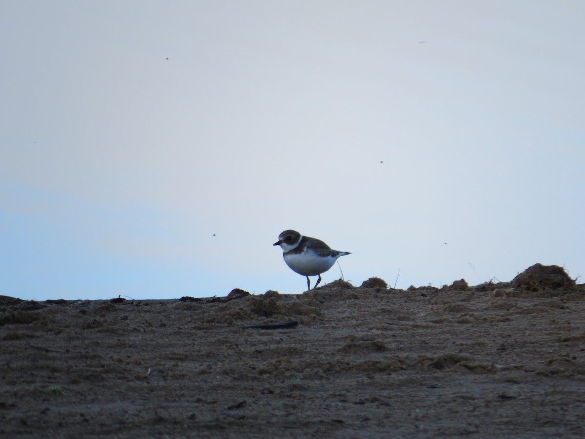 Semipalmated Plover - ML369891131
