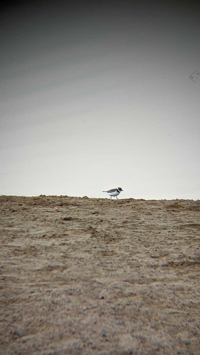 Semipalmated Plover - ML369891391
