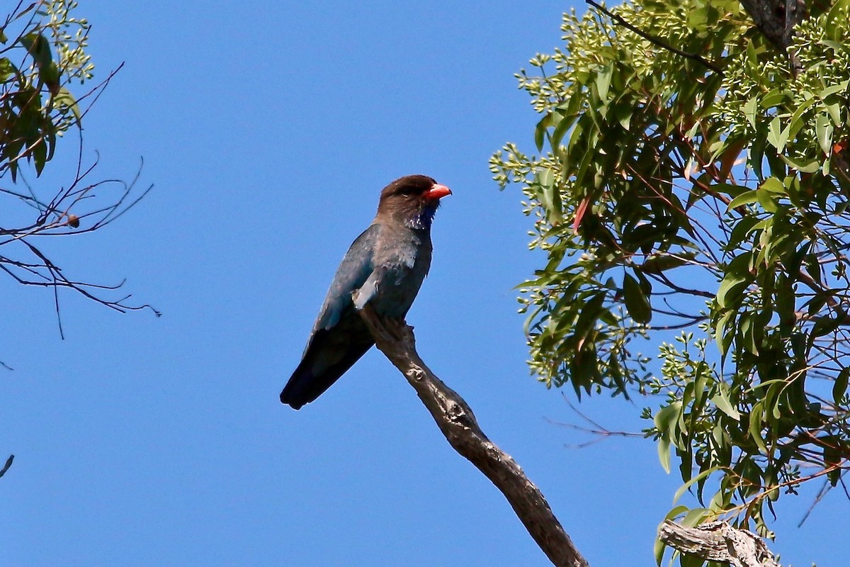 Dollarbird - ML369891401