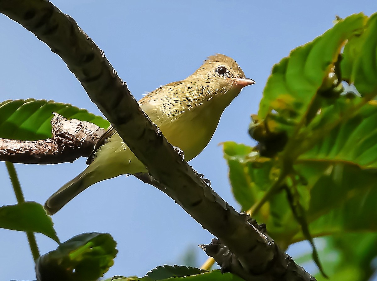 Northern Beardless-Tyrannulet - ML369891541