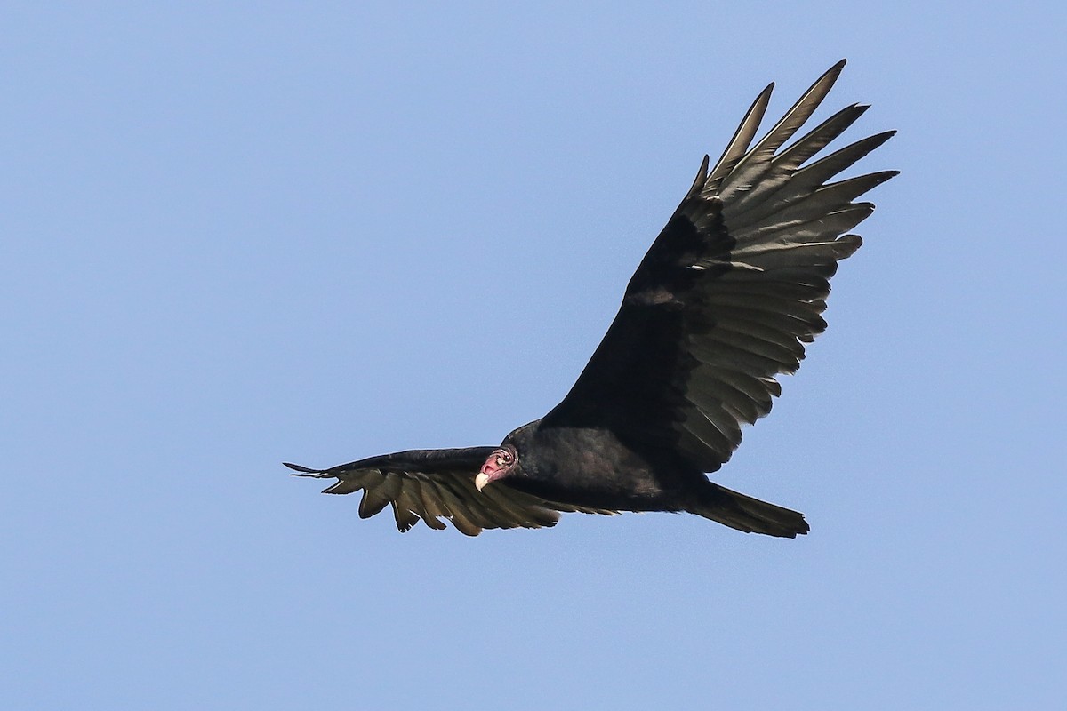 Turkey Vulture - ML369892931