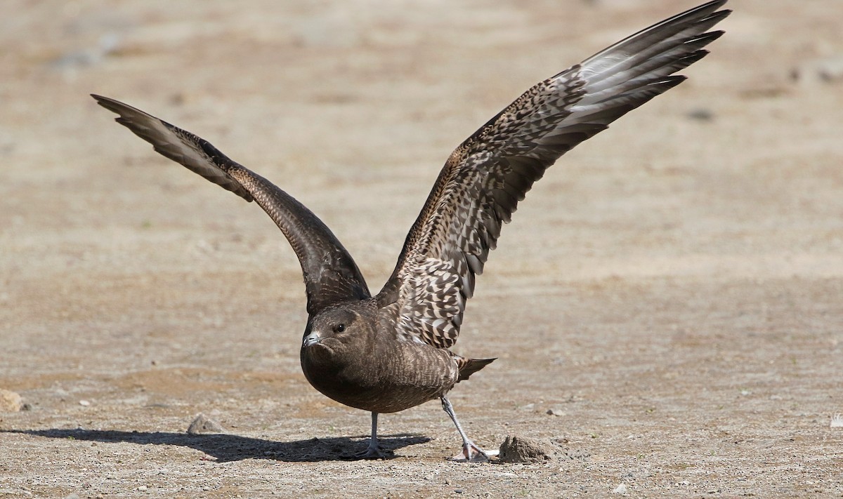 Parasitic Jaeger - ML369893671