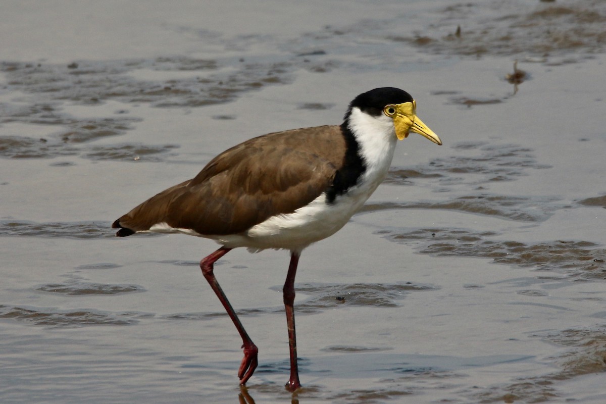 Masked Lapwing - Pauline and Ray Priest