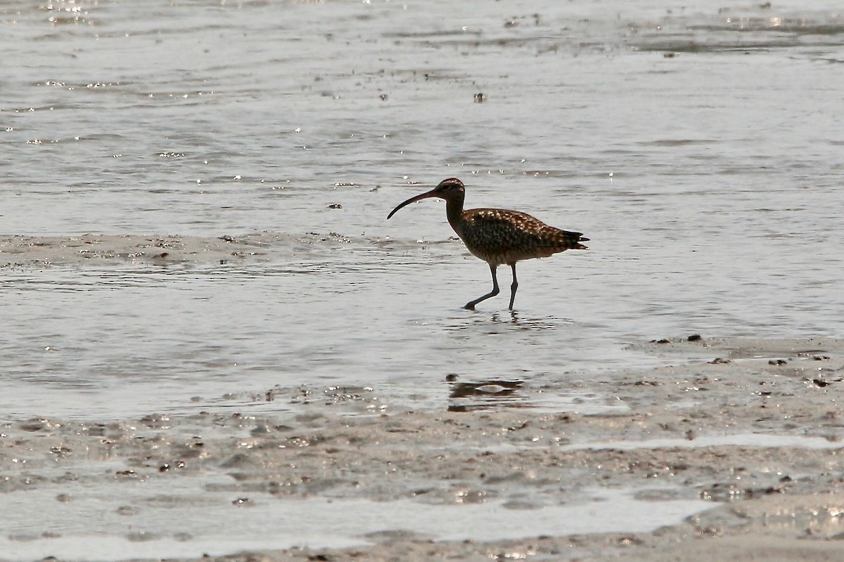 Whimbrel - Pauline and Ray Priest