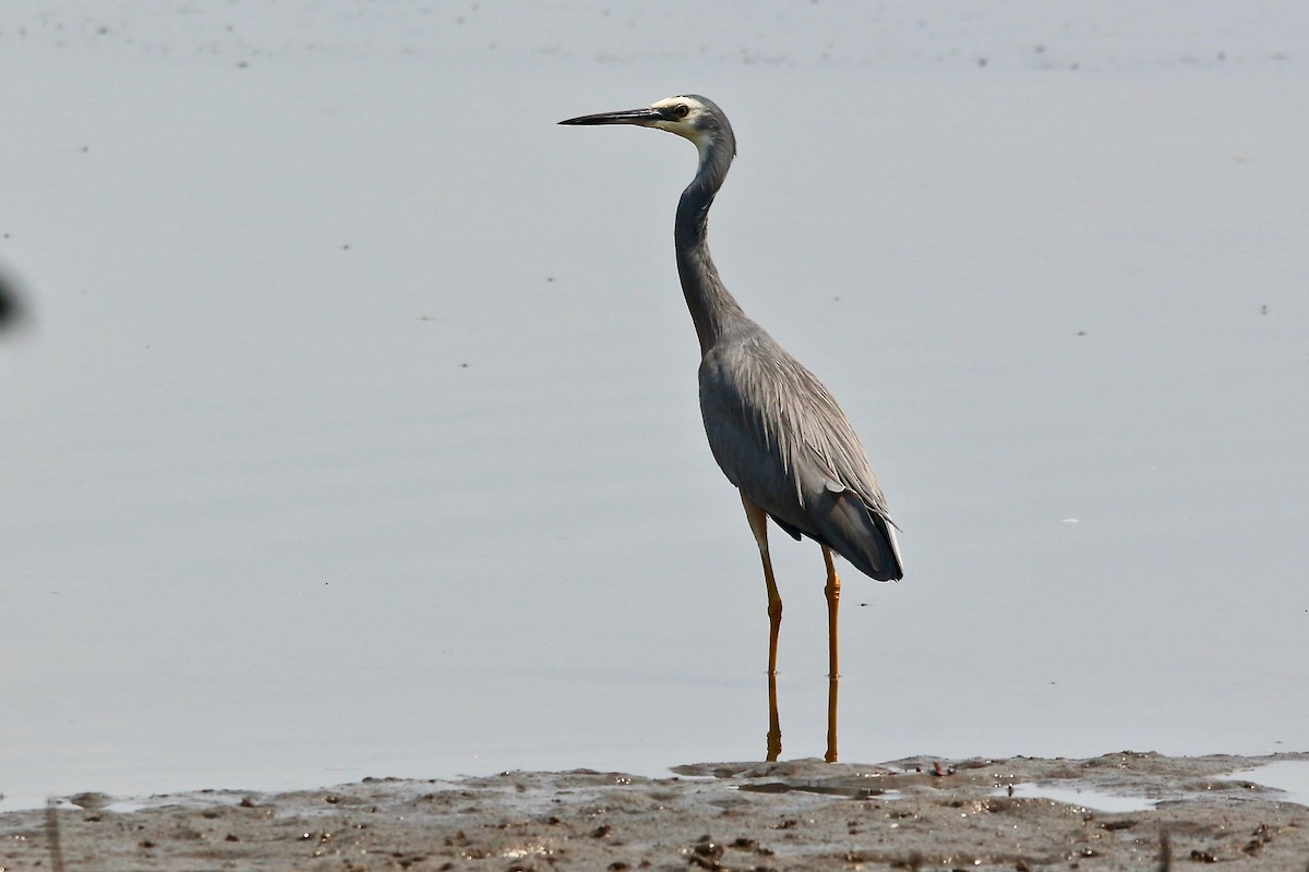 White-faced Heron - Pauline and Ray Priest