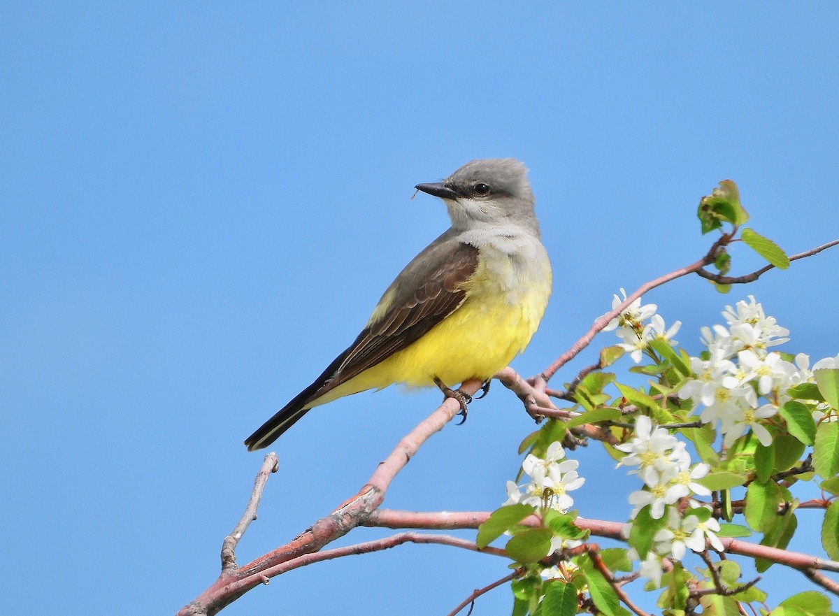 Western Kingbird - Kalin Ocaña