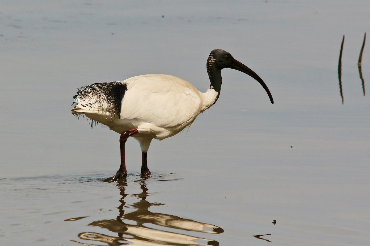 ibis australský - ML369894841