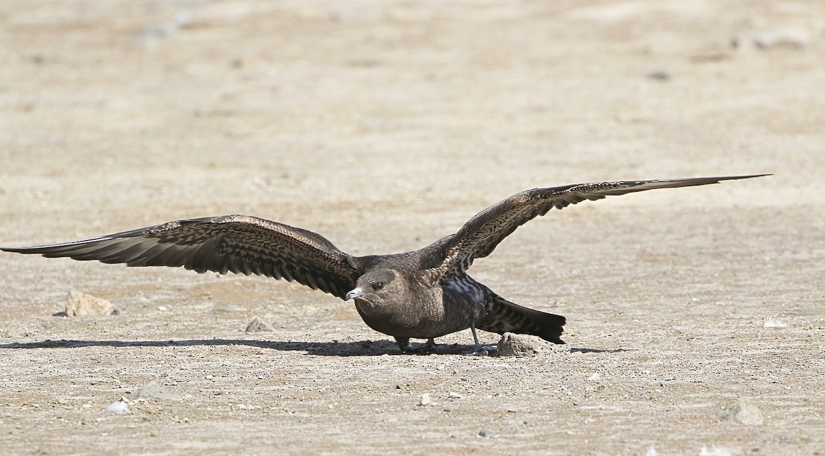 Parasitic Jaeger - ML369895251