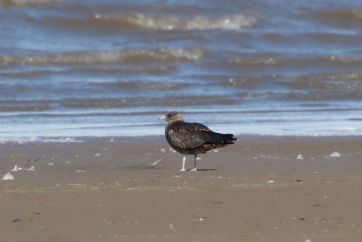 Parasitic Jaeger - ML369895281