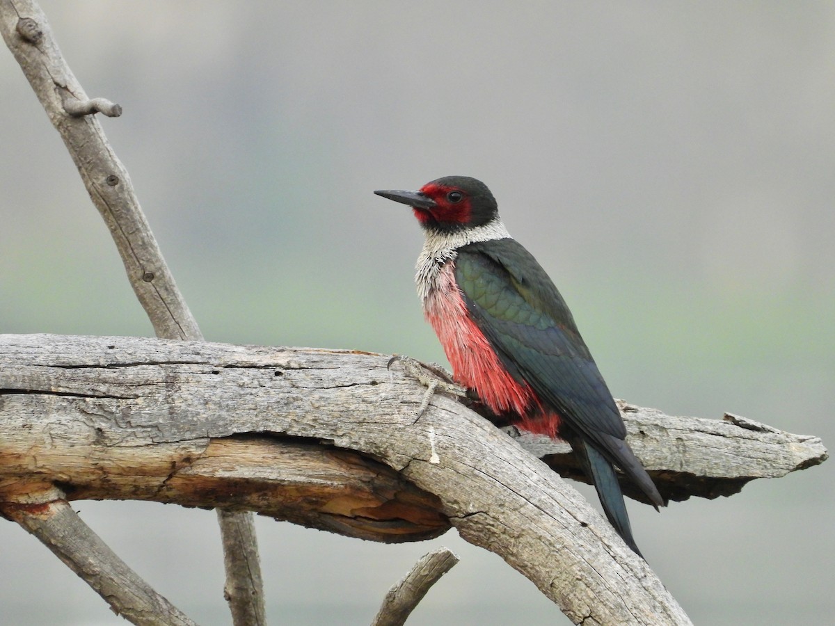 Lewis's Woodpecker - ML369896991