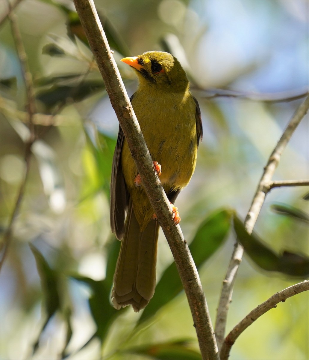 Bell Miner - ML369898261