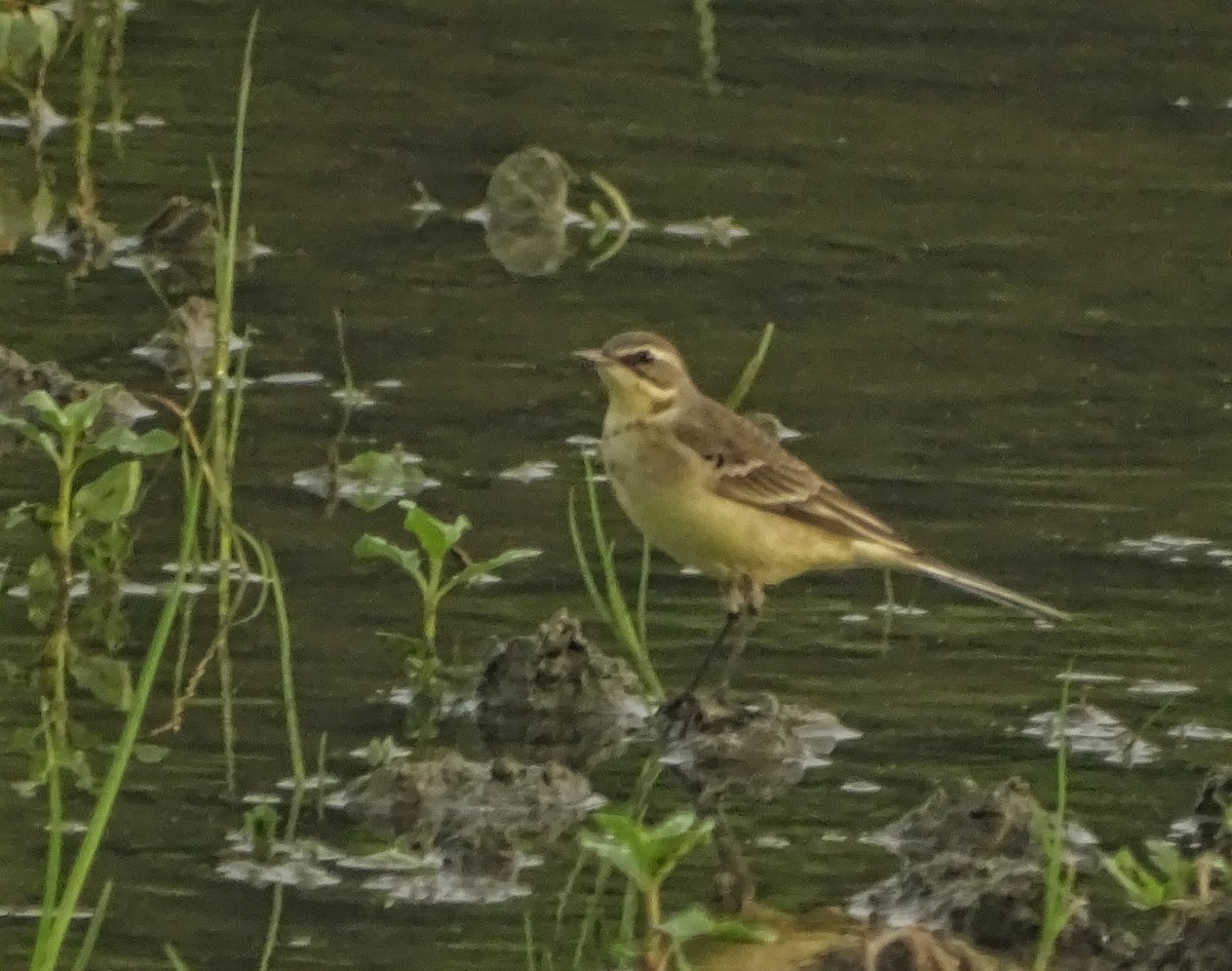 Eastern Yellow Wagtail - Debjit  Mukherjee